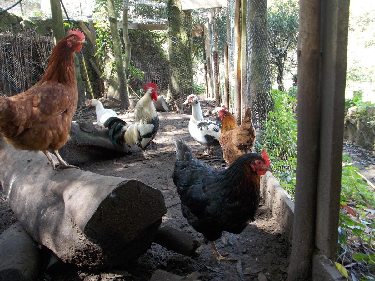 ホテル Quinta Do Castanheiro シントラ エクステリア 写真